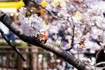 cherry blossoms hanging from the branches