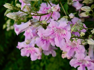 Fototapeta premium Close-up of flowers of the pink trumpet vine (Podranea ricasoliana). Spain