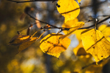 Autumn Tree on a Sunny Fall Day