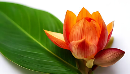 Obraz premium colorful flower bud clean white surface showcases unique texture subtle beauty nature surrounding green leaf