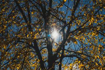 Autumn Tree on a Sunny Fall Day