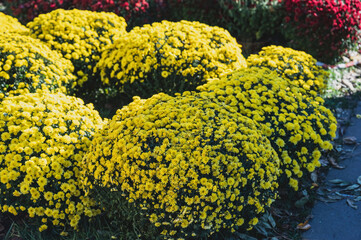 Flowers arranged in rows for sale on All Saints' Day in Poland, under a sunny autumn sky. 