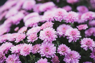 Flowers arranged in rows for sale on All Saints' Day in Poland, under a sunny autumn sky. 