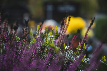 Flowers arranged in rows for sale on All Saints' Day in Poland, under a sunny autumn sky. 