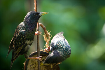 birds on a feeder
