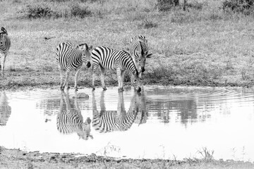 Fototapeta premium Serenity Reflected: Zebras Drinking from a Calm Waterhole