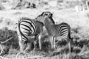 Fototapeta premium Bond Beyond Stripes: Mother and Baby Zebra Moment