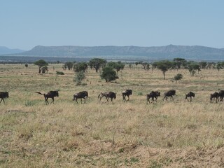 A herd of wildebeests migrating through grasslands in Tanzania