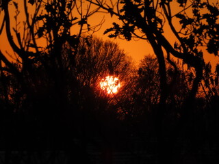 beautiful sunset in the forest and silhouette of trees