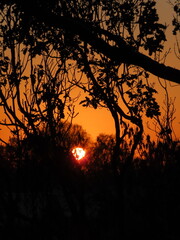 beautiful sunset in the forest and silhouette of trees