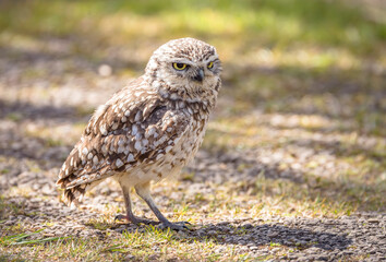 Burrowing owl (Athene cunicularia) standing on the ground, UK