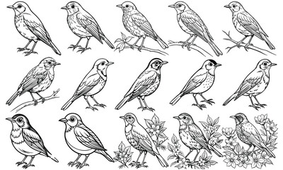 Fototapeta premium American Robin Coloring Page for Adults, Beautifully Detailed Illustration for Stress Relief, Perfect for Mindful Coloring Books, Printable Art Therapy, and Calming Activities, High-Quality Artwork.