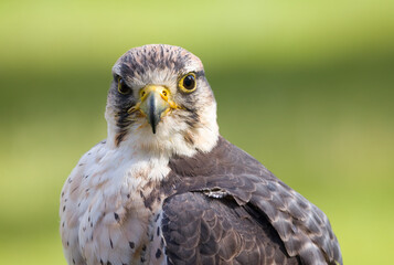 Obraz premium Lanner falcon, Falco biarmicus, bird of prey animal portrait, UK