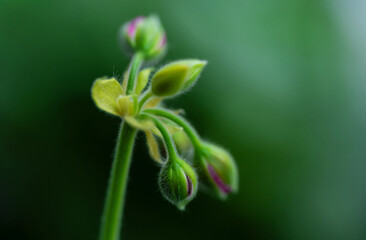 Macro photograph of a flower. blooming flower.