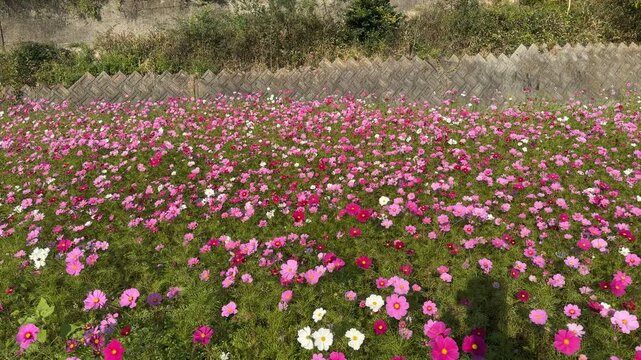 field of flowers