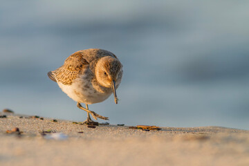 Biegus zmienny, dunlin (Calidris alpina) © Michal Przystas