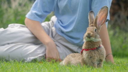 A rabbit in a red harness rests on green grass, with a young woman gently petting it, creating a...