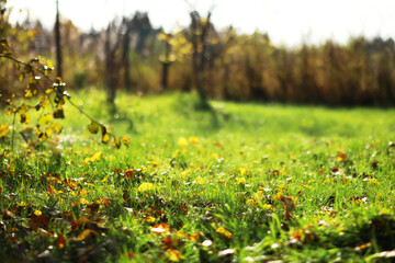 city park without people on an autumn day, bright rays of the sun shine through the crowns of maple...