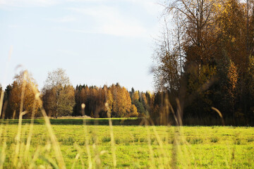 city park without people on an autumn day, bright rays of the sun shine through the crowns of maple...