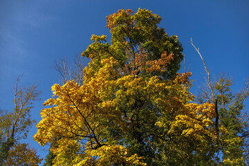Close-up of the crown of a colorful autumn maple tree on a sunny day