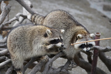 Cute brown raccoon daily photos