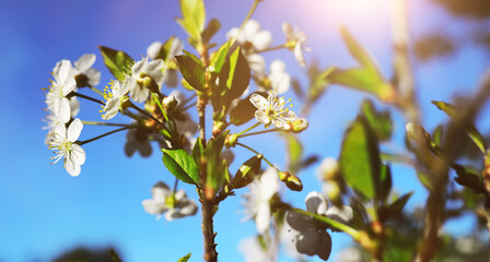 The first flowers against the background of green spring. Spring bloom.