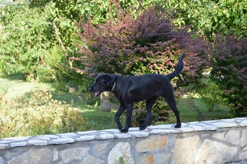 a black dog walks on the wall