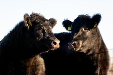 Two black angus heifer calves looking at each other on sunny winter day