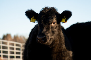 Black angus heifer calf portrait on sunny winter day
