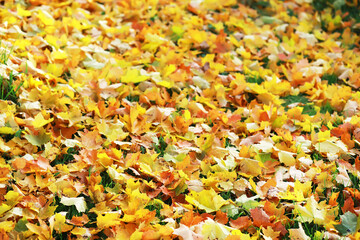 city park without people on an autumn day, bright rays of the sun shine through the crowns of maple...