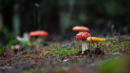 Mushroom covered ground on an autumn cloudy day