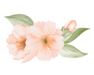Peach or Cherry Flowers with Leaves and Bud. Watercolor hand painted botanical illustration isolated on a white background. Perfect for wedding invitations, greeting cards, prints and packaging