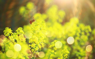  field in sunlight with flowers and plants summer