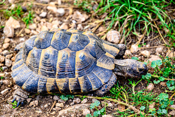 Image of a turtle in a wildlife center Solsones, province of Lerida