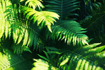 Fototapeta premium Green Leaves.Nature background. The natural background in the park, with blurred winds, fresh air and coolness.