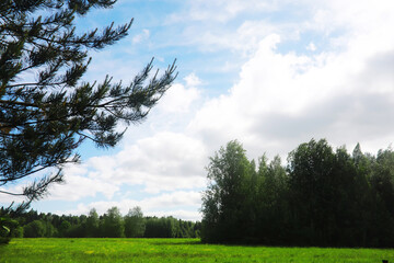 Fototapeta premium Green Leaves.Nature background. The natural background in the park, with blurred winds, fresh air and coolness.