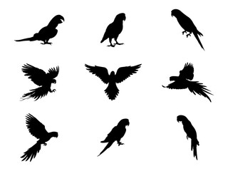 Obraz premium Set of Parrot Silhouette in various poses isolated on white background