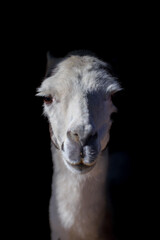 lama © L¥°ART