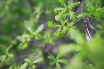Summer landscape, lush green vegetation and nature.