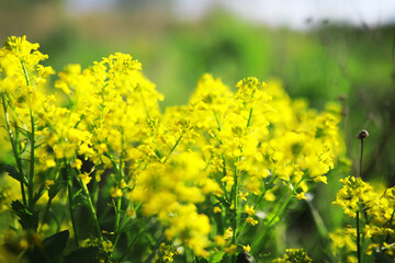 Fototapeta premium Flowers and plants summer field in sunlight