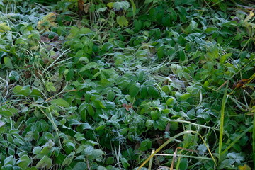 frost on green grass