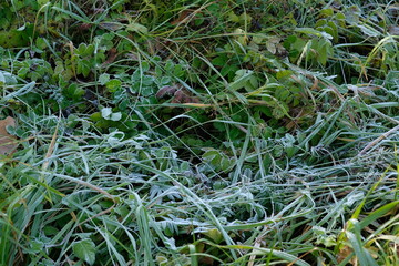 frost on green grass