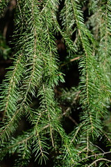 coniferous tree branches close up