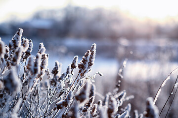 Winter atmospheric landscape with frost-covered dry plants during snowfall. Winter Christmas...