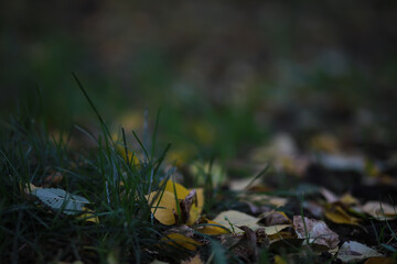 Lively closeup of falling autumn leaves with vibrant backlight from the setting sun