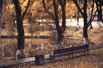 Autumn park bench, rainy texture background. Rain in autumn park, drops of water, wind.