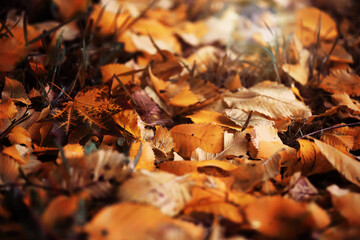 Fototapeta premium Beautiful Nature Autumn landscape. Scenery view on autumn city park with golden yellow foliage in Sunny day. Walking path in the city Park strewn with autumn fallen leaves.