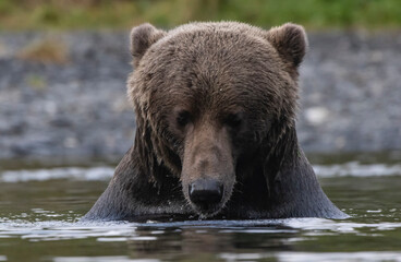 brown bear in water