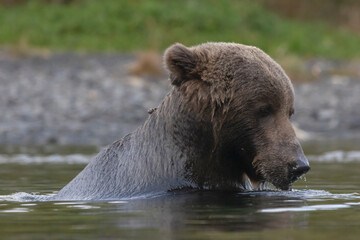 Obraz premium brown bear in water