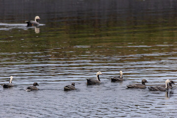 Emperor ducks in the water